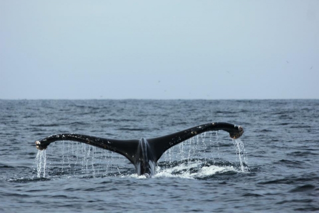 Avistamiento de ballenas